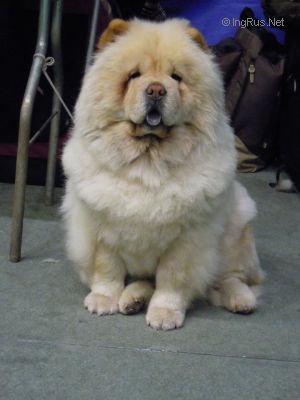 chow-chow FEARLESS HEART CAN CAN