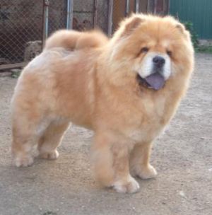 chow-chow FLORENTINA RED