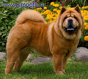 chow-chow Bon Triuph Olimpia For Love Story