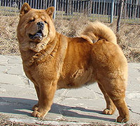 smooth chow-chow Lav Story Normandia