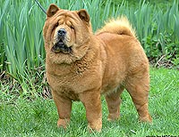 smooth chow-chow Latibur I Am Proud To Be Smooth