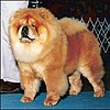 Chow-chow EXQUISITE SINNER OF THE ROYAL CLUB