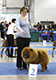 smooth chow-chow
