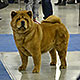 chow-chow smooth Lav Story Normandia Moscow Russia