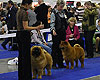 smooth chow-chow
