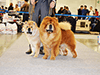 chow chow dog show Russia