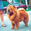 chow-chow BIS LAC RIVA