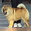 red smooth Chow-chow ENNA LADY SMUF