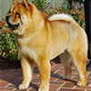 Chow-chow Paramount SMOOTH STARFIRE