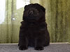 Chow-chow puppy black boy Lav Stori ANGLARS SENT FELITZ (Filya)