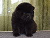 Chow-chow puppy black boy Lav Stori ANGLARS SENT FELITZ (Filya)