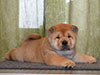 Chow-chow puppy red boy Lav Stori ALMONT-LES-JUNIES (Jules)