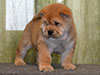 Chow-chow puppy red boy Lav Stori ALMONT-LES-JUNIES (Jules)