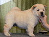 Chow-chow puppy cream boy Lav Stori AVAN-LE-RAMUZ (Ramik)