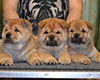 Chow-chow smooth puppies in Moscow