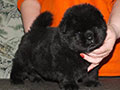 Chow-chow puppy black boy