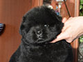 Chow-chow puppy black boy Lav Stori YAHONTOVYI MOY