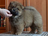 Chow-chow puppy red boy Lav Stori BEL CANTO