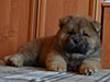 Chow-chow puppy red boy Lav Stori BEL CANTO