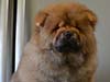 Chow-chow puppy red boy Lav Stori VALOR