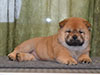 Chow-chow puppy smooth girl Lav Stori VALRONA
