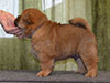 Chow-chow puppy red smooth boy Lav Stori VAVEL