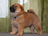 Chow-chow puppy red smooth boy Lav Stori VAVEL