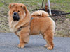 Chow-chow puppy Lav Story VENCHI