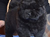 Black chow-chow puppy boy