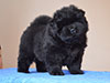 Black chow-chow puppy girl