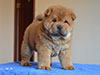 Red smooth chow-chow puppy boy