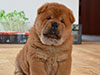 Red smooth chow-chow puppy boy