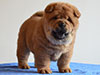 Red smooth chow-chow puppy girl
