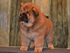 chow-chow puppy red boy Lav Stori JUNFEND