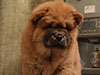 chow-chow puppy red boy Lav Stori JUSHENG