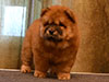 chow-chow puppy red girl Lav Stori JUSSEL