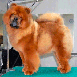 Red chow chow PARAMOUNT ONLY YOU FOR LATIBUR