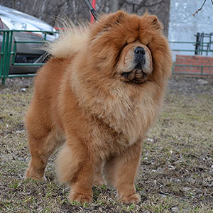 Red chow-chow OSENNYI POTSELUY Faier Stalker