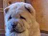 chow-chow smooth puppy