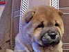 chow-chow smooth puppy