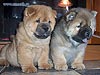Chow-chow puppies