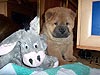 chow-chow puppy smooth Abrikotin Smooth Love Story. Click to maximize.
