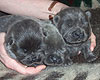 blue and black chow-chow puppies