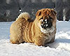 red smooth chow-chow puppy boy