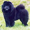 chow-chow ORINELL'S AMY THE BLACK PRINCES