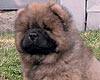 maximize chow-chow puppy