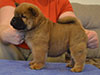 Chow-chow puppy red smooth boy