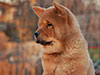 Chow-chow puppy red smooth girl