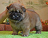 chow chow puppy Altair Divine Favorite
