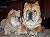 Chow-chow smooth cinnamon puppy girl Love Story Dushes Velvet. Click to maximize